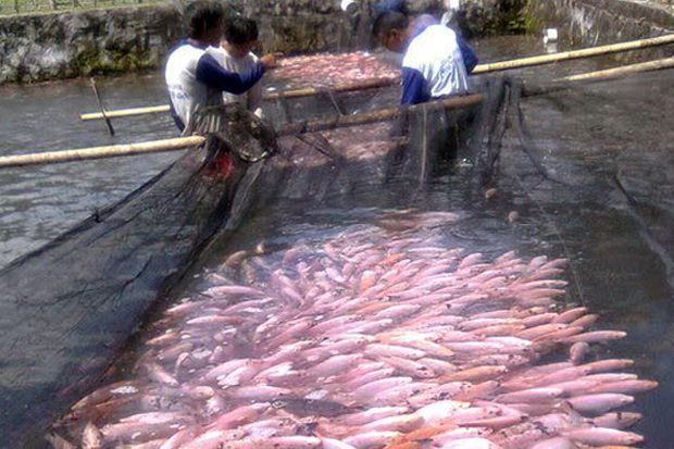 KKP-FAO Tingkatkan Pakan Antisipasi Kenaikan Produksi Ikan