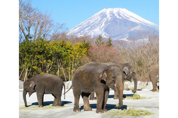 Nikmati Kebun Binatang di Bawah Gunung Terbesar di Asia