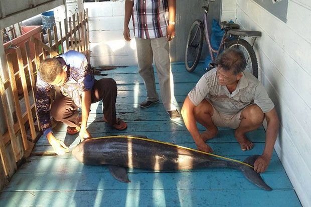Seekor Pesut Ditemukan Mati di Jaring Nelayan
