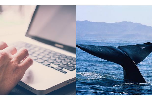 Media Sosial Dihebohkan Blue Whale Challenge
