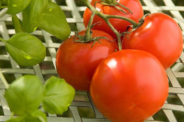 Ekstrak Tomat Menghambat Pertumbuhan dan Kloning Sel Kanker Perut