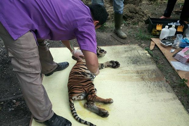 Anak Harimau yang Ditemukan Warga Mati karena Dehidrasi