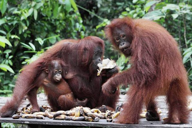 Enam Orangutan Dilepas ke Delta Sungai Kahayan