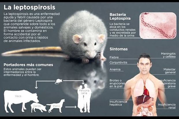 Cegah Virus Leptospirosis, Pentingnya Pola Hidup Sehat