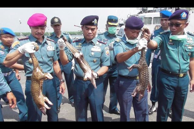 TNI AL Gagalkan Penyelundupan Ratusan Trenggiling ke Malaysia