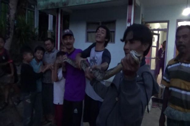Ular Sanca 4 Meter Ditangkap Setelah Mangsa Ternak Warga