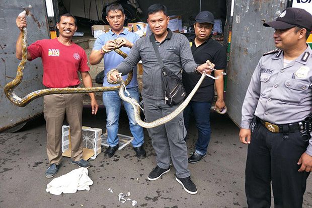 Polisi Gagalkan Penyelundupan Ular Piton dan Reptil Langka