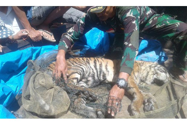 2 Ekor Harimau Sumatera Ditemukan Mati di Hutan Barumun