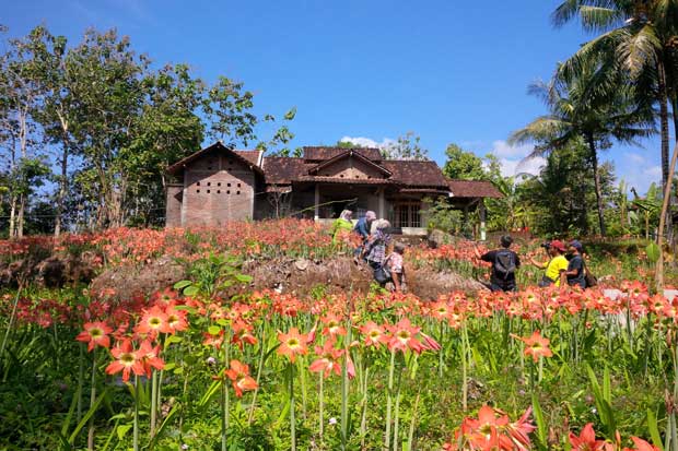 Menikmati Kembali Keindahan Bunga Amarylis di Patuk, Gunungkidul