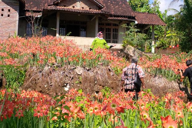 Taman Bunga Amarilis di Gunungkidul Kembali Mekar, Begini Penampakannya
