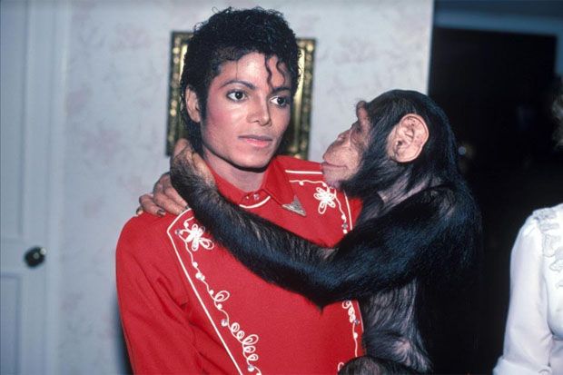 Simpanse Mantan Rekan Michael Jackson Gelar Pameran Lukisan