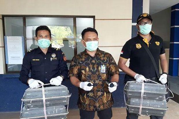 Patroli Laut Bea Cukai Batam Gagalkan Penyelundupan 4.000 Ekor Burung Murai