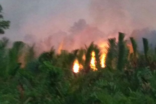 Ratusan Hektare Lahan di Tanjungjabung Barat Terbakar