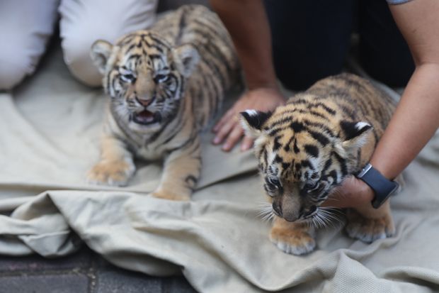 Dua Bayi Harimau Benggala Tambah Koleksi Kebun Binatang Bandung