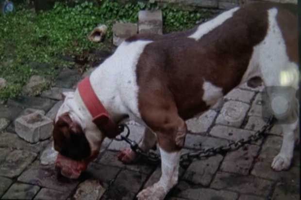 Bocah Perempuan 8 Tahun Tewas Digigit Anjing Pitbull Peliharaan Keluarga