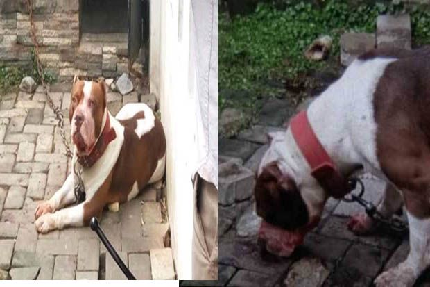 Anjing Pitbull Penerkam Bocah Hingga Tewas Ternyata Dititip ke Pecinta Anjing