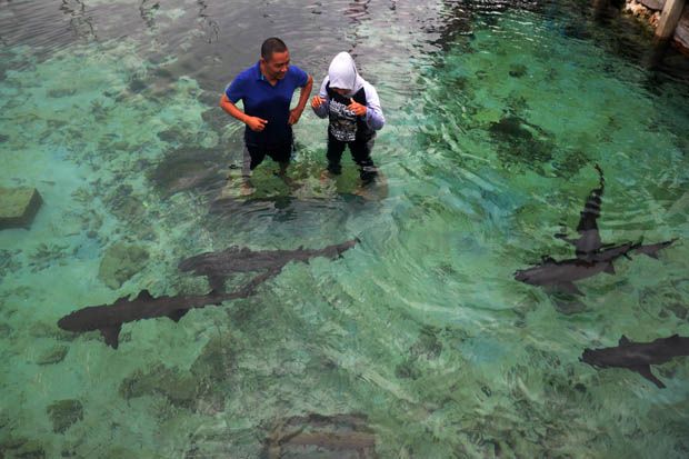 Asyiknya Mencebur di Kolam Penuh Hiu di Pulau Karimunjawa