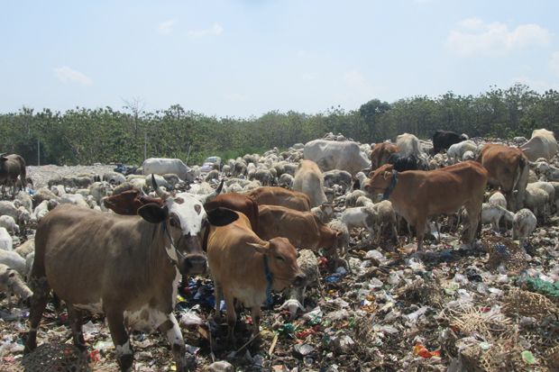 Sapi Pemakan Sampah di Sragen Terus Dipantau