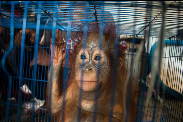 Dua Orangutan Diselamatkan dari Pedagang Satwa Langka