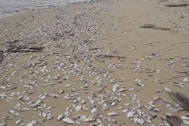 Pencemaran Bangkai Ikan Bete-bete di Pantai Karena Dibuang Nelayan di Laut