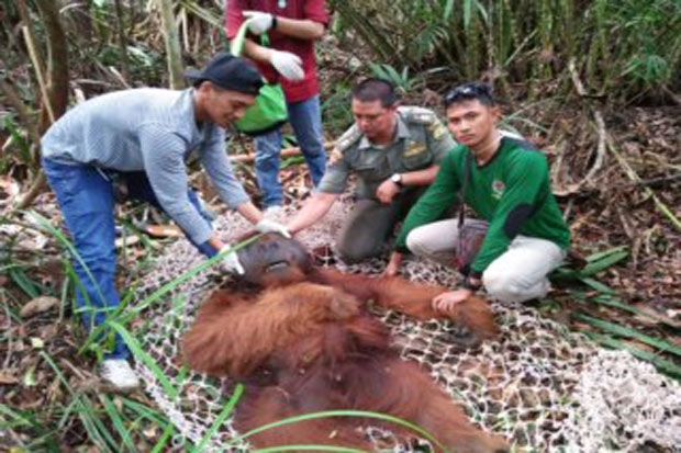 Tersesat di Ladang Milik Warga, Orangutan Dievakuasi BKSDA
