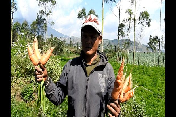 Ngeri! Bibit Wortel Beracun asal China Ditemukan di Pegunungan Dieng