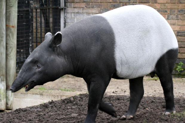 Seekor Tapir yang Hilang Ditemukan Berendam di Kolam Istana