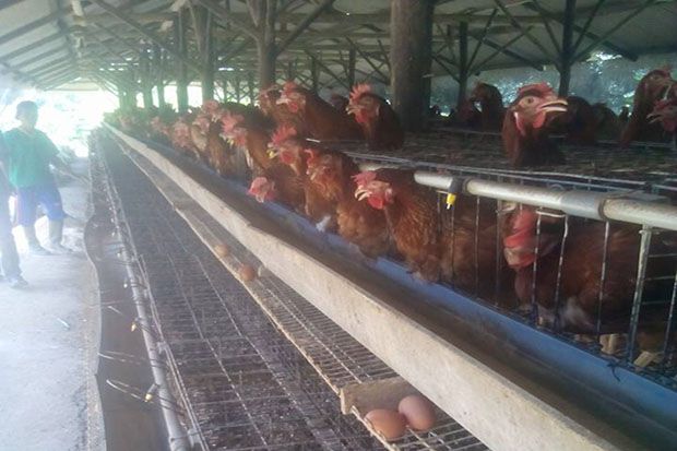 Jelang Idul Adha, Maling Curi 300 Ekor Ayam