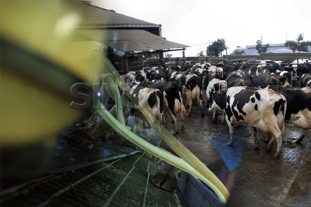 Industri Pengolahan Susu Jadi Peluang bagi Peternak Indonesia