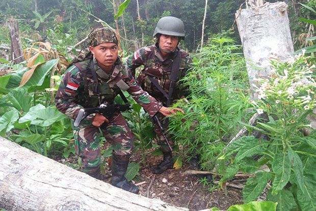 TNI Temukan Ladang Ganja di Pegunungan Papua