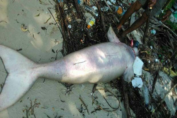 Ikan Duyung Sepanjang 2,3 Meter Ditemukan Mati di Pantai Teluk Sebong