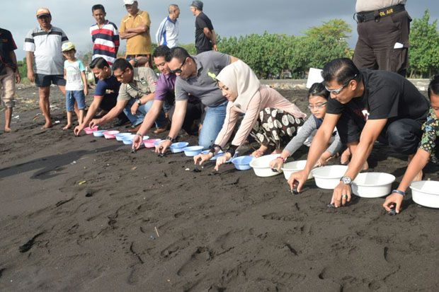 Kapolresta Sidoarjo Lepas Belasan Anak Penyu di Pantai Boom Banyuwangi