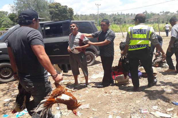 Digerebek Polisi Pelaku Judi Sabung Ayam Berhamburan
