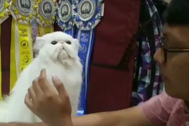 150 Ekor Kucing Cantik Ikuti Festival Kucing Internasional di Surabaya