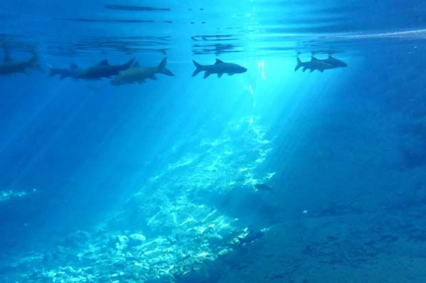 Sensasi Berenang Bersama Ikan Raksasa di Pemandian Raja Hayam Wuruk