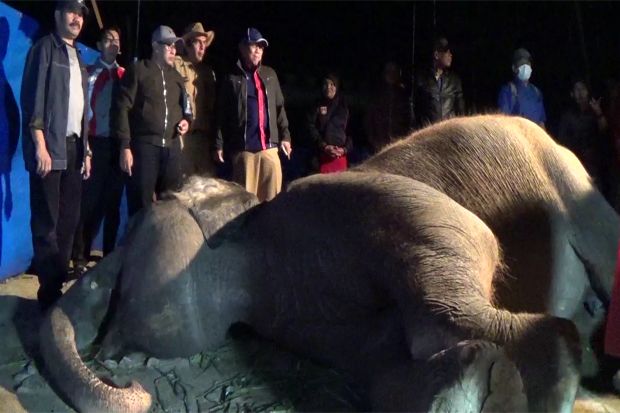 Sakit Rematik, Gajah Berusia 28 Tahun Mati di Kandang