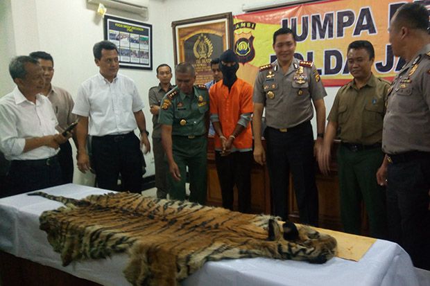 Polda Jambi Ringkus Pemburu Harimau Sumatera
