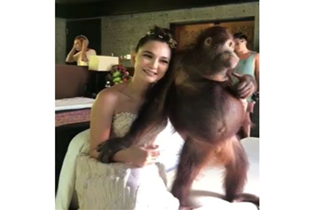 Video Luna Maya saat Sesi Pemotretan dengan Orangutan di Zoo Bali Dikecam