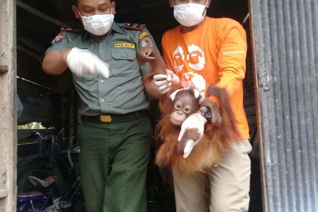 Manen Buah Sawit Warga Malah Temukan Bayi Orangutan
