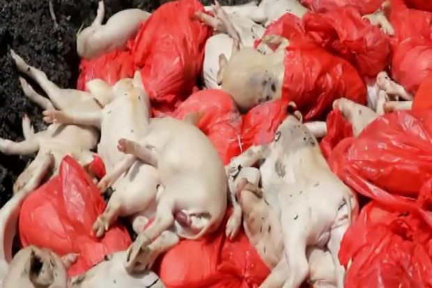 Ratusan Anakan Babi Ilegal di Pelabuhan Bakauheni Dimusnahkan