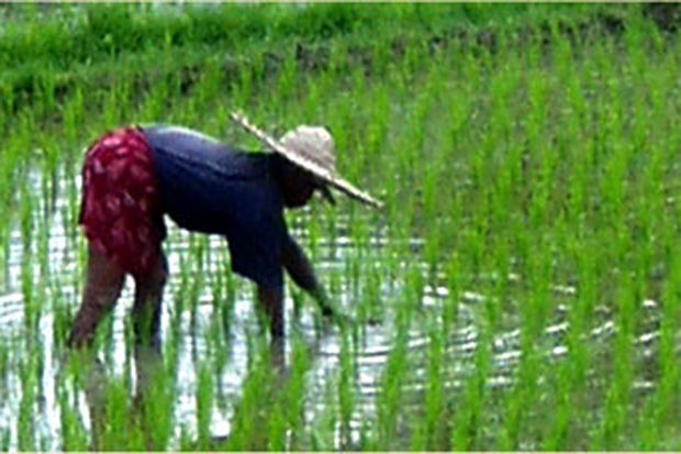 BRI Dukung Korporatisasi Pertanian di Tasikmalaya