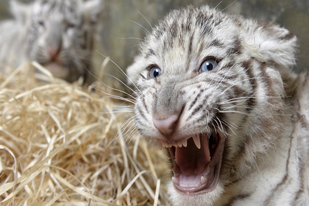 Ingin Beri Makan, Staf Bonbin India Tewas Diterkam 2 Anak Harimau