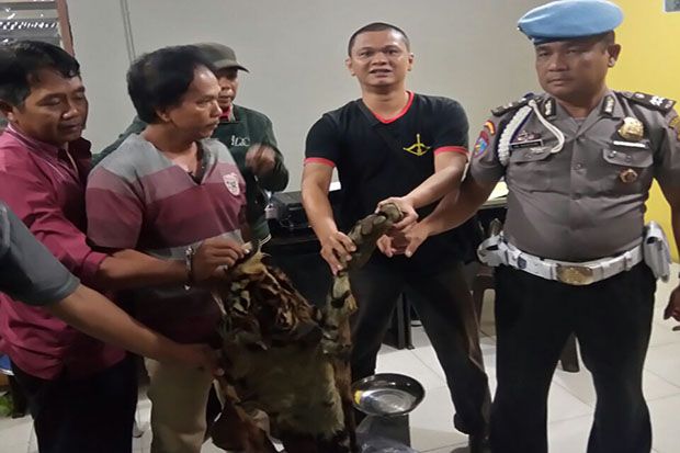 Hendak Jual Kulit dan Tulang Harimau, Dua Warga Jambi Ditangkap