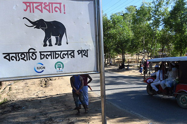 Gajah Liar Mengamuk, 4 Pengungsi Rohingya Tewas Diinjak-injak