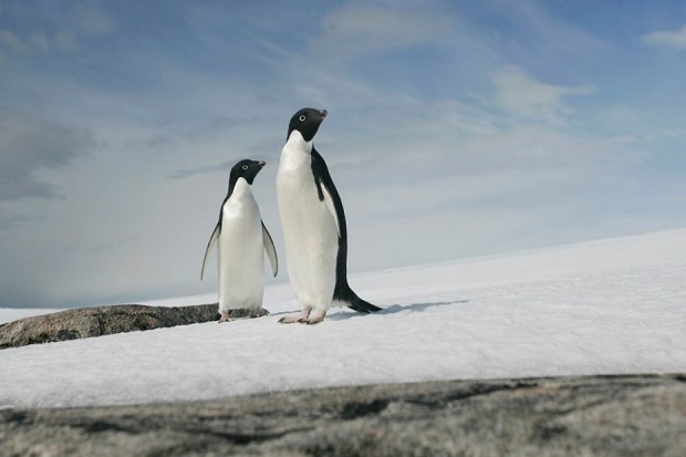 Ribuan Penguin Mati Kelaparan di Antartika, Ilmuwan Sebut Tragedi