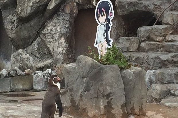 Maut Akhiri Hidup Penguin yang Jatuh Cinta pada Anime Jepang