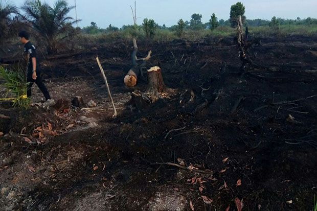 Buka Lahan dengan Dibakar, Petani Kelapa Sawit Ditangkap Polisi