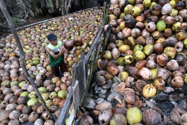 Sumatra Selatan Butuh Investor Pengolahan Kelapa