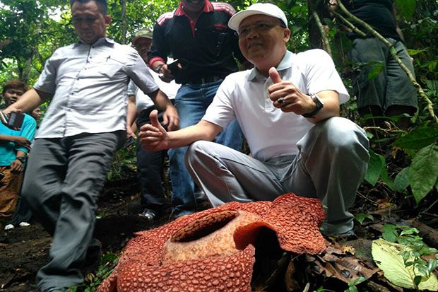 Bunga Rafflesia Berkelopak Enam Mekar, Wisatawan Ramai Berdatangan