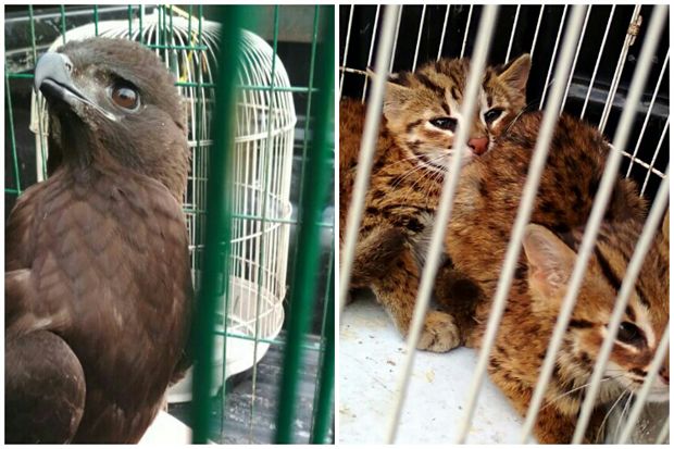 Pengelola Vila Serahkan Elang Brontok dan Kucing Hutan ke BKSDA